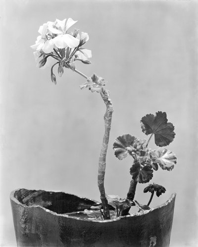 Gerânio, Cidade do México, c.1924 de Tina Modotti